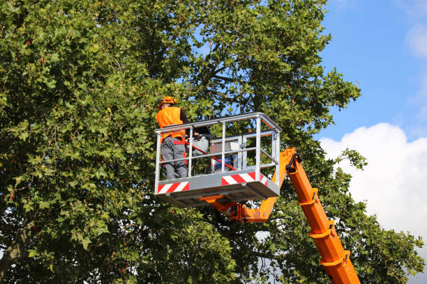 Dead Tree Removal in South Gull Lake, MI